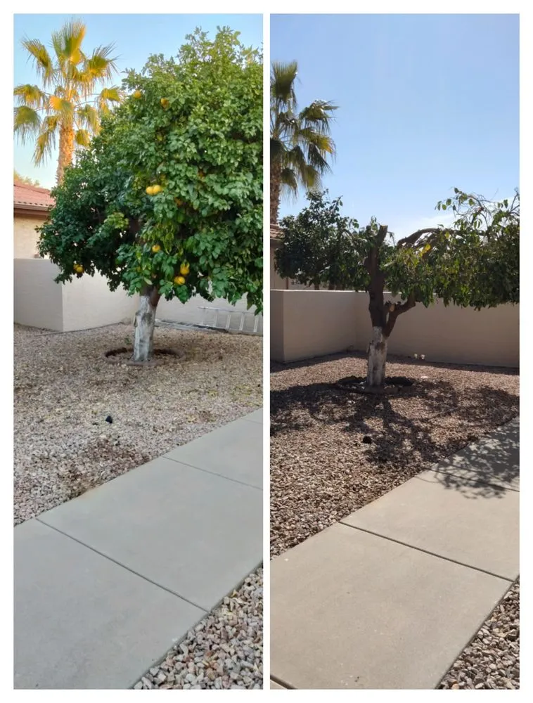 Expert garden landscaping near you across Chandler, AZ - Luis & Sons Landscape and Hardscape