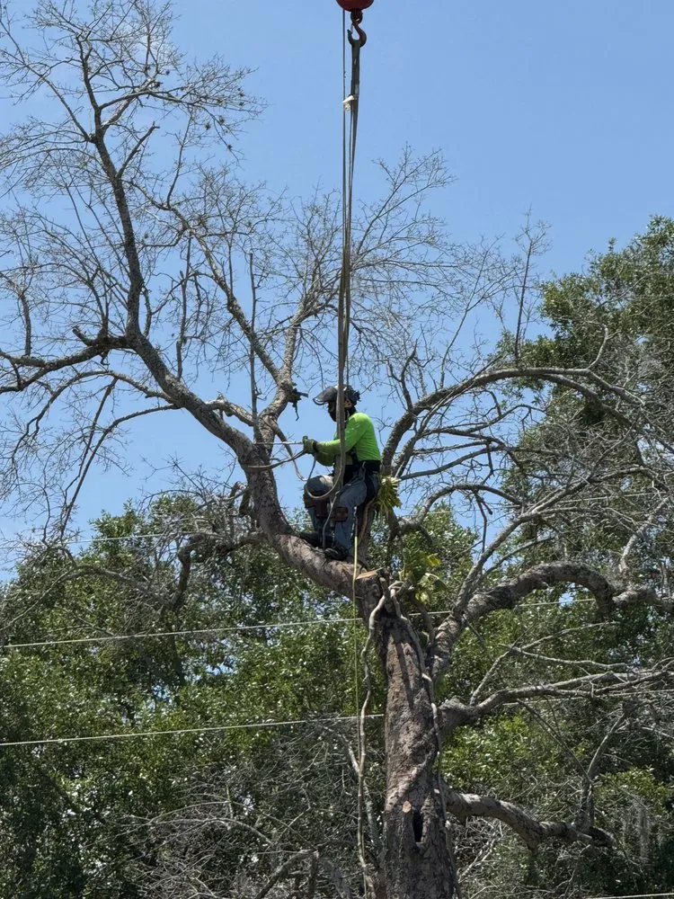 Trusted landscape design experts serving Orlando, FL - Luis 332 Tree Service