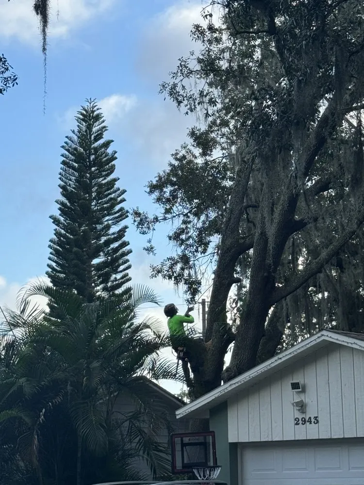 Affordable outdoor landscaping for residential properties in Orlando, FL by Luis 332 Tree Service