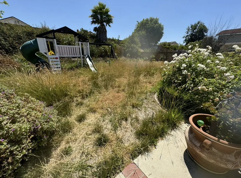 Expert yard cleanup service in Santa Ana, CA - Luis A Putting Green