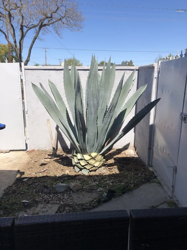 Professional yard maintenance experts serving Orange, CA - Luis Alberto Gardening Service