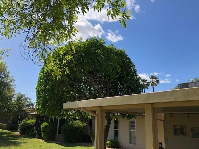 Trusted residential landscaping in Surprise, AZ - Luis and Family Landscaping