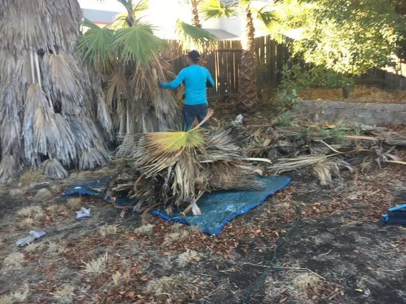 Top-rated landscaping services in Antioch, CA - Luis and Romel Landscaping and Hauling