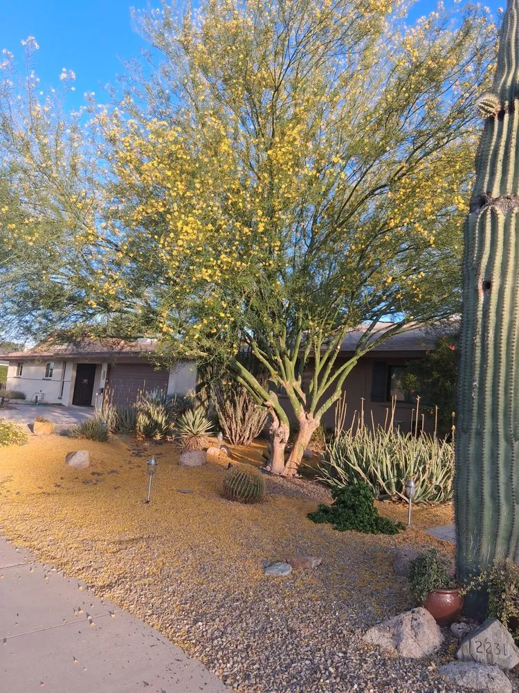 Trusted yard cleanup service in Phoenix, AZ - Luis Angel Landscaping