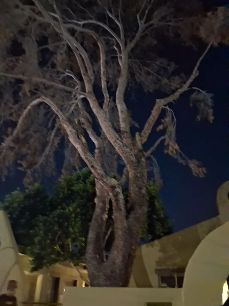 Local residential landscaping in Phoenix, AZ by Luis Angel Landscaping