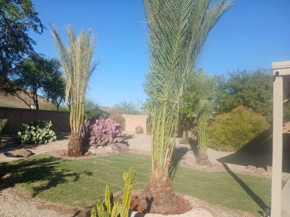 Top-rated garden landscaping for beautiful yards across Phoenix, AZ - Luis Angel Landscaping
