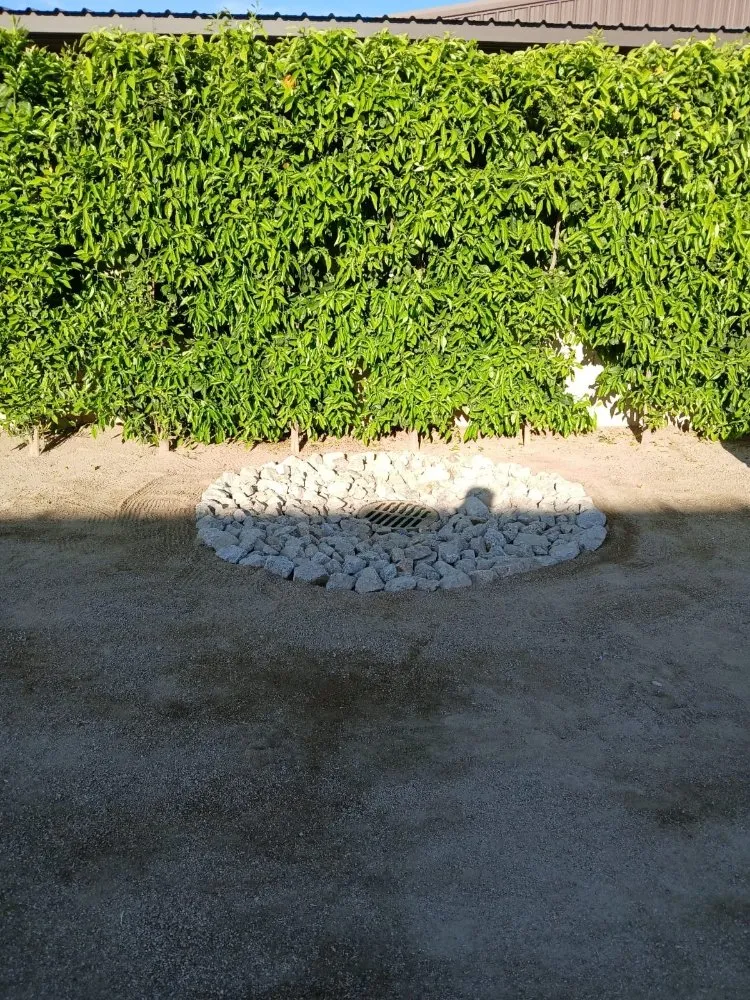 Professional yard maintenance for residential properties in Phoenix, AZ by Luis Angel Landscaping