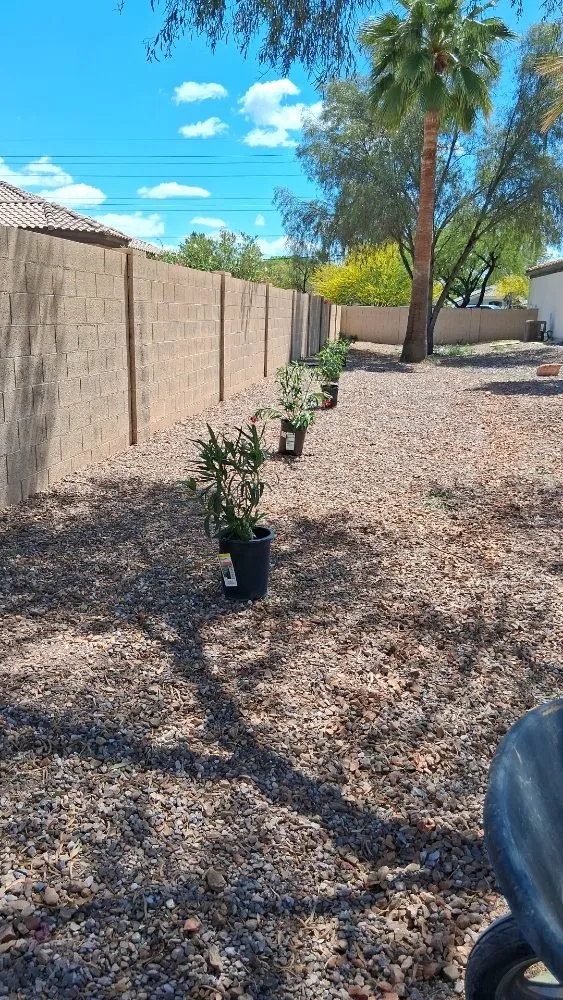 Reliable yard maintenance near you across Phoenix, AZ - Luis Angel Landscaping