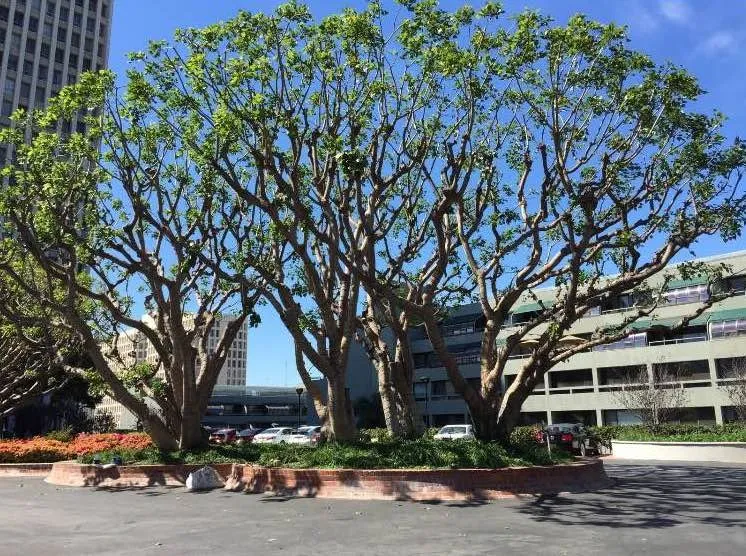 Professional outdoor landscaping for homes across Duarte, CA - Luis Casas Tree Service