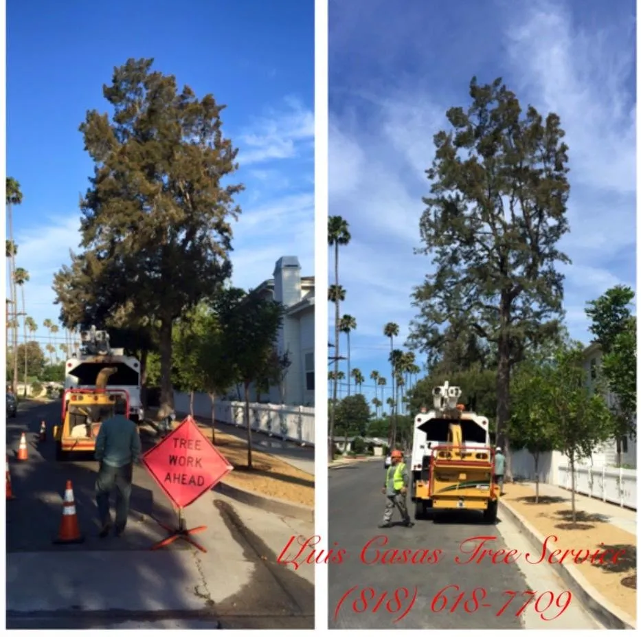 Professional lawn care service with custom design across Duarte, CA - Luis Casas Tree Service