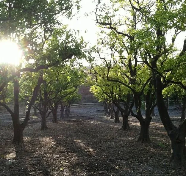 Reliable garden landscaping experts serving Duarte, CA - Luis Casas Tree Service