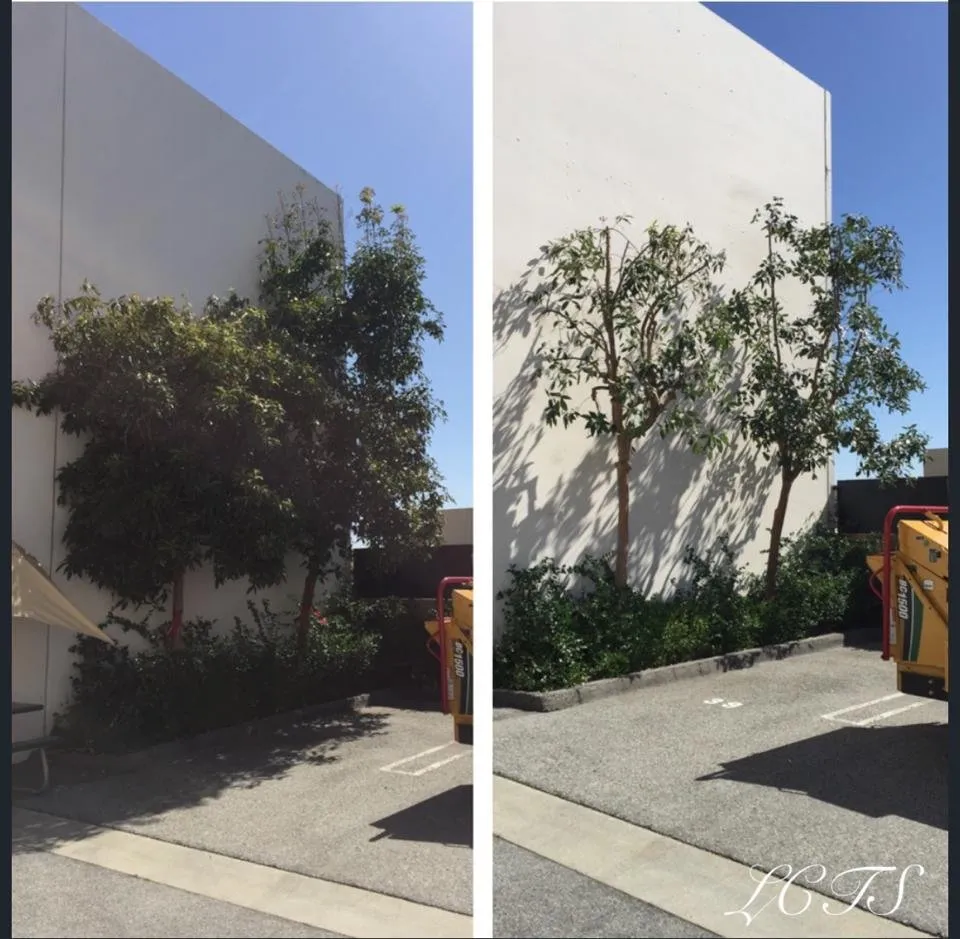 Top-rated garden landscaping for outdoor upgrades in Duarte, CA by Luis Casas Tree Service