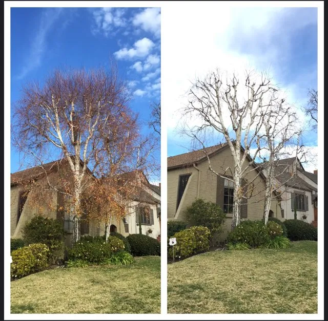 Custom landscape design for year-round maintenance across Sylmar, CA - Luis Casas Tree Service