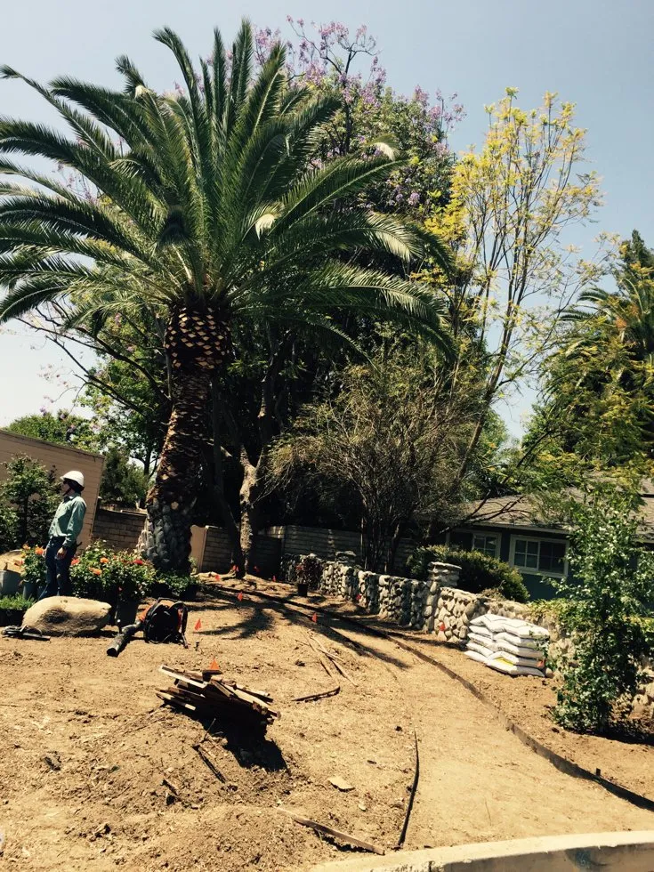 Reliable yard cleanup service experts serving Sylmar, CA - Luis Casas Tree Service