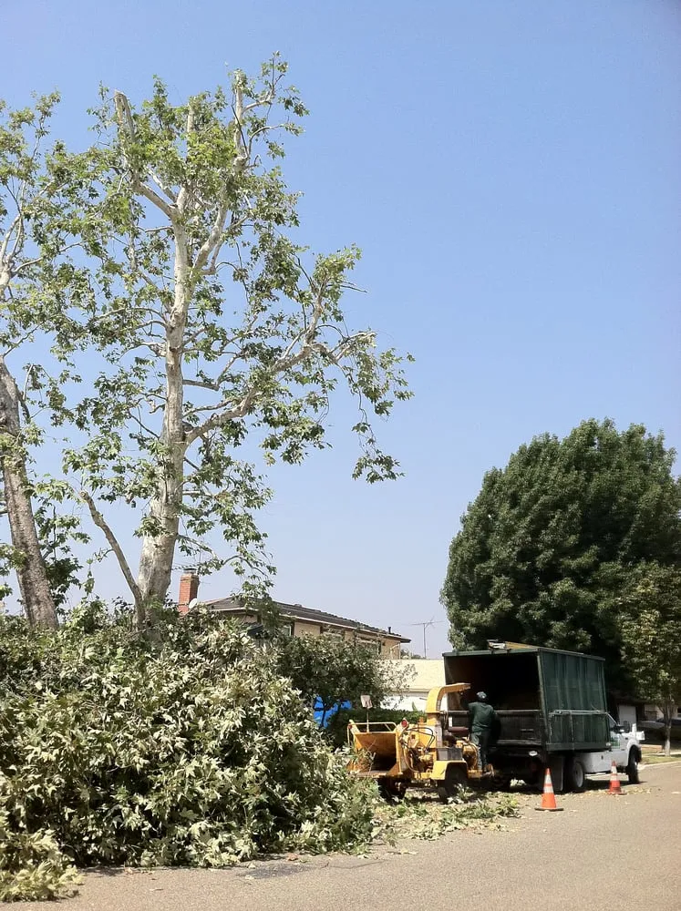 Affordable yard cleanup service in Sylmar, CA by Luis Casas Tree Service