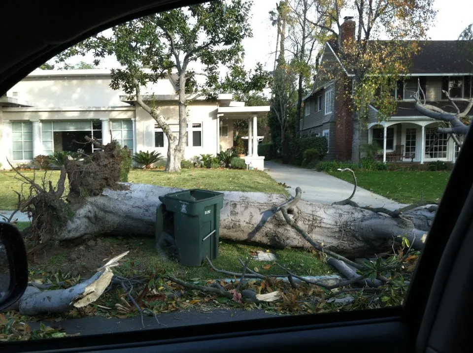 Expert landscape installation in Sylmar, CA by Luis Casas Tree Service