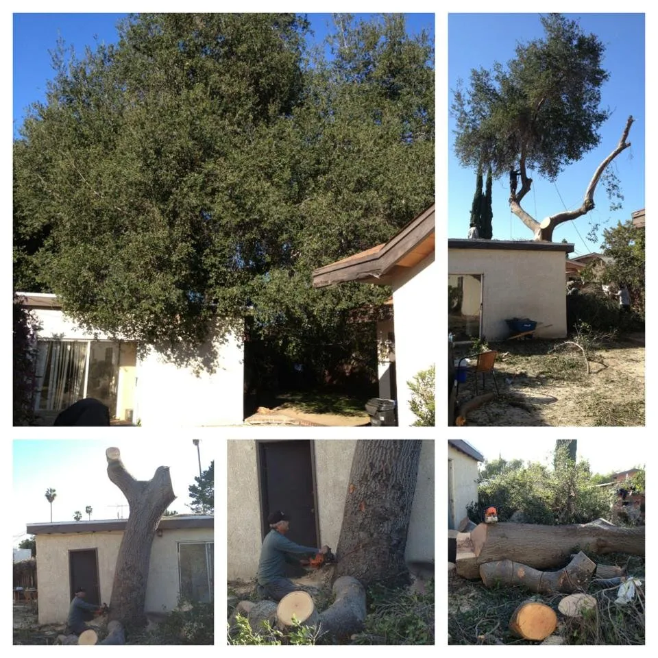 Professional landscaping services in Sylmar, CA by Luis Casas Tree Service