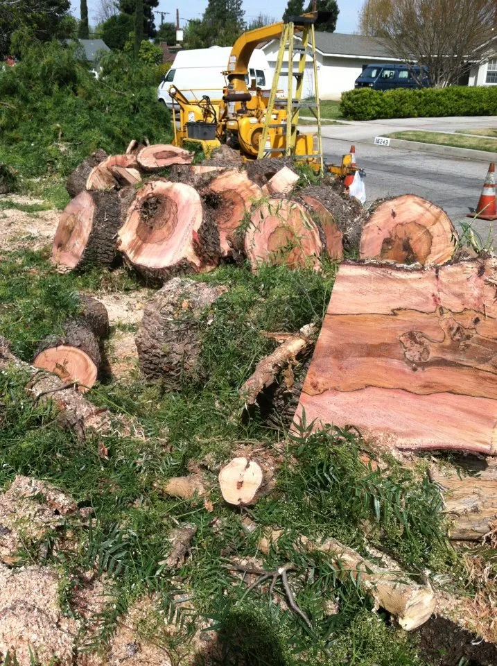 Trusted lawn care service experts serving Sylmar, CA - Luis Casas Tree Service