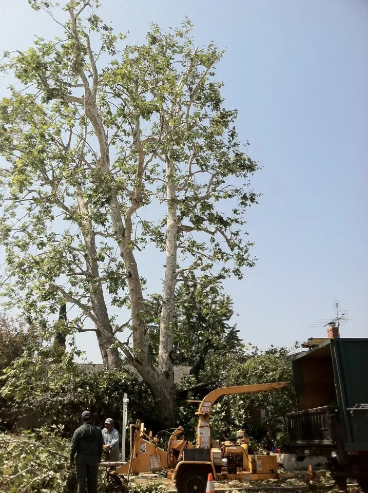 Local yard maintenance for beautiful yards in Sylmar, CA by Luis Casas Tree Service
