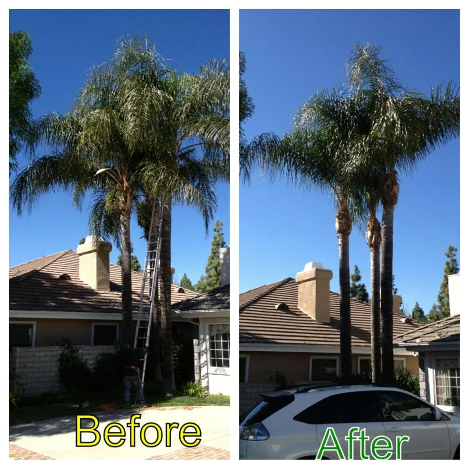 Top-rated landscape design for residential properties across Sylmar, CA - Luis Casas Tree Service