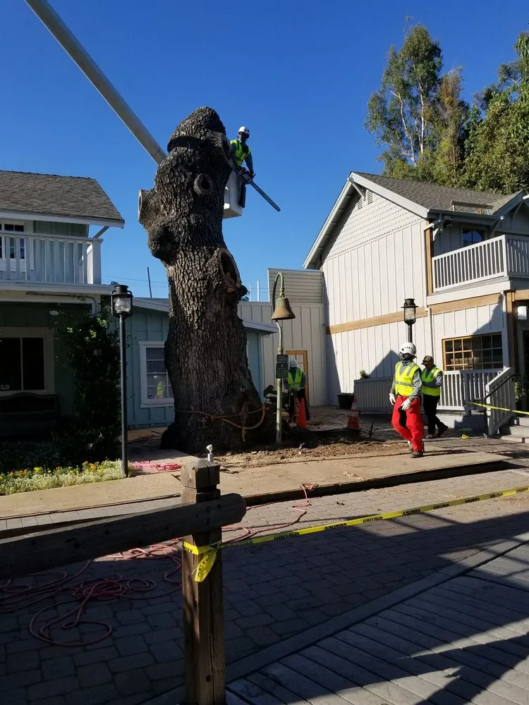 Local yard cleanup service experts serving Sylmar, CA - Luis Casas Tree Service