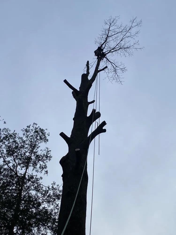 Custom landscape installation for outdoor upgrades in Croydon, PA by Luis Duran's Landscaping