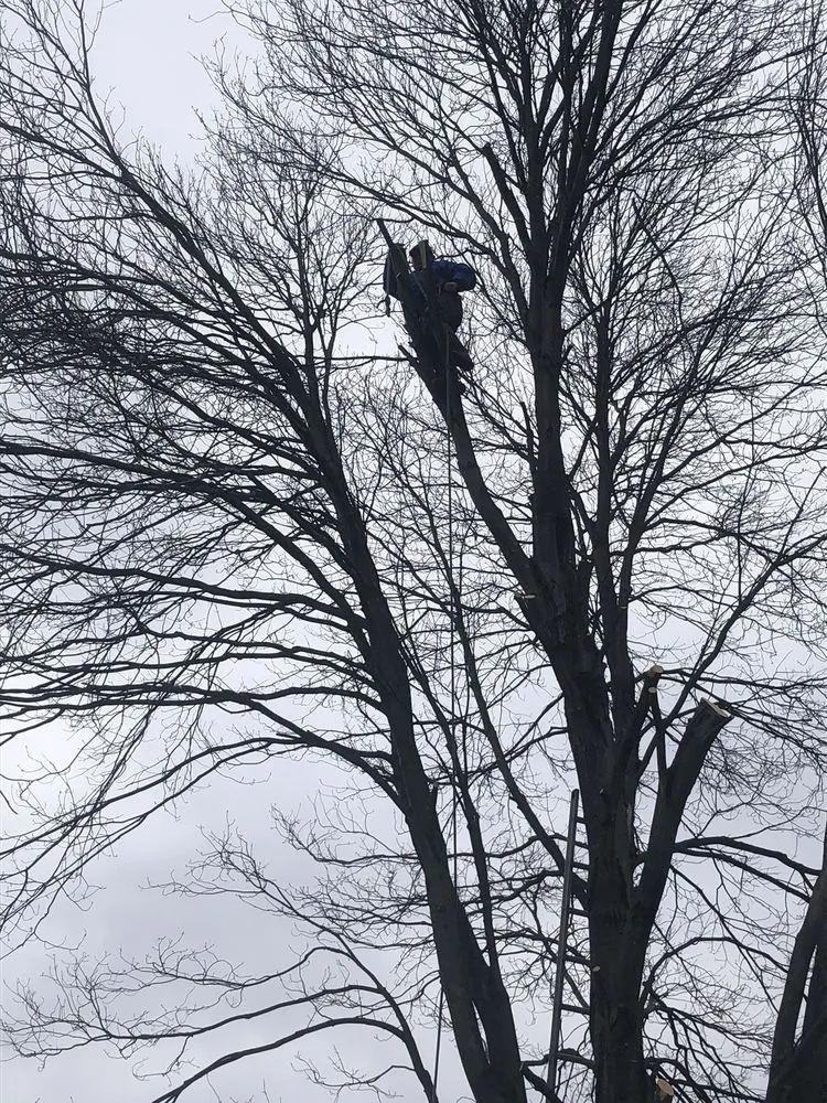 Custom landscaping services in Croydon, PA - Luis Duran's Landscaping