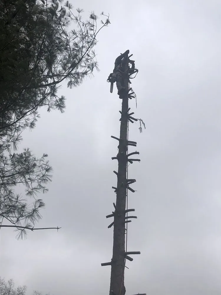 Affordable landscape installation for year-round maintenance across Croydon, PA - Luis Duran's Landscaping