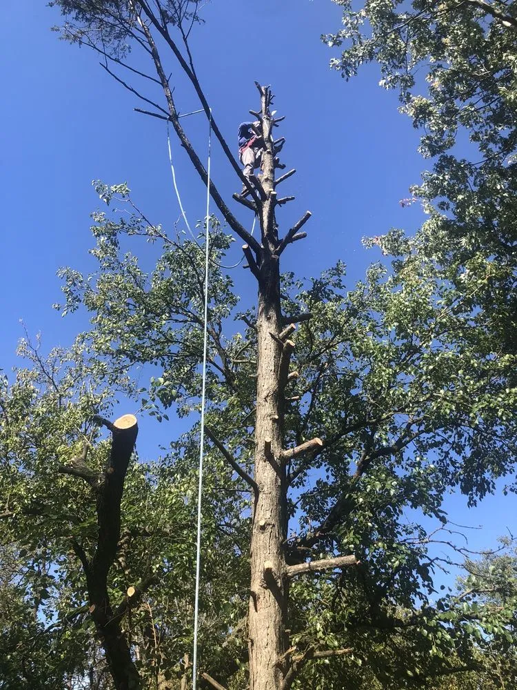 Local lawn care service in Croydon, PA by Luis Duran's Landscaping