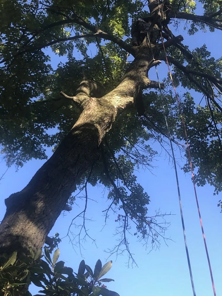 Top-rated outdoor landscaping with custom design in Croydon, PA by Luis Duran's Landscaping