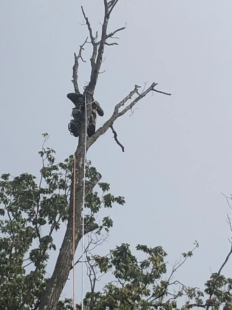 Local yard cleanup service for residential properties in Croydon, PA by Luis Duran's Landscaping