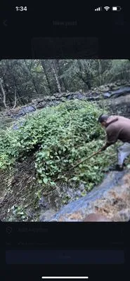 Luis Flores landscape Logo