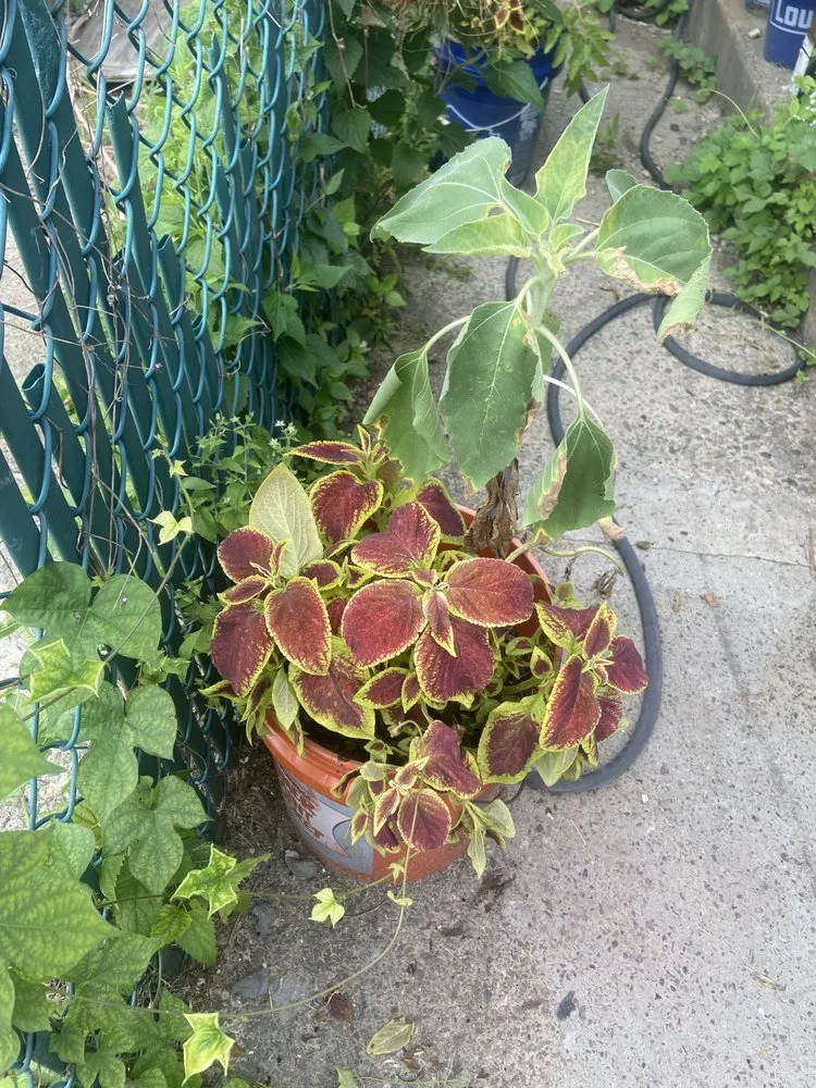 Local garden landscaping in Philadelphia, PA - Luis’ Garden Landscaping