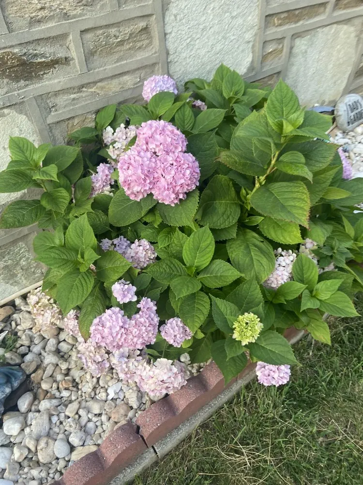 Local lawn mowing service for year-round maintenance across Philadelphia, PA - Luis’ Garden Landscaping