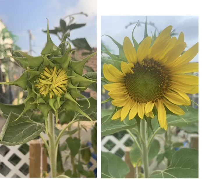 Professional lawn care service near you in Philadelphia, PA by Luis’ Garden Landscaping