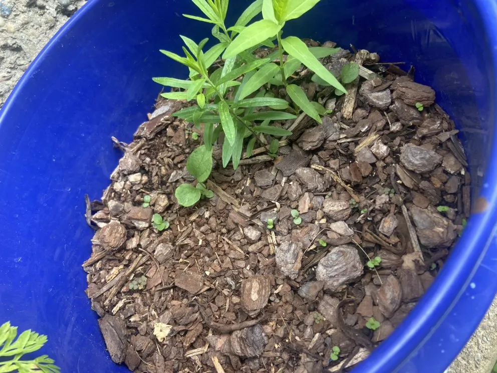 Custom yard maintenance in Philadelphia, PA - Luis’ Garden Landscaping