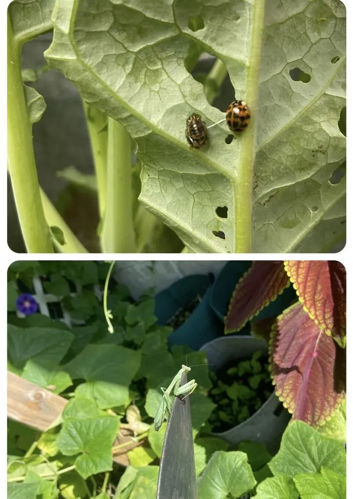 Local yard maintenance for beautiful yards in Philadelphia, PA by Luis’ Garden Landscaping