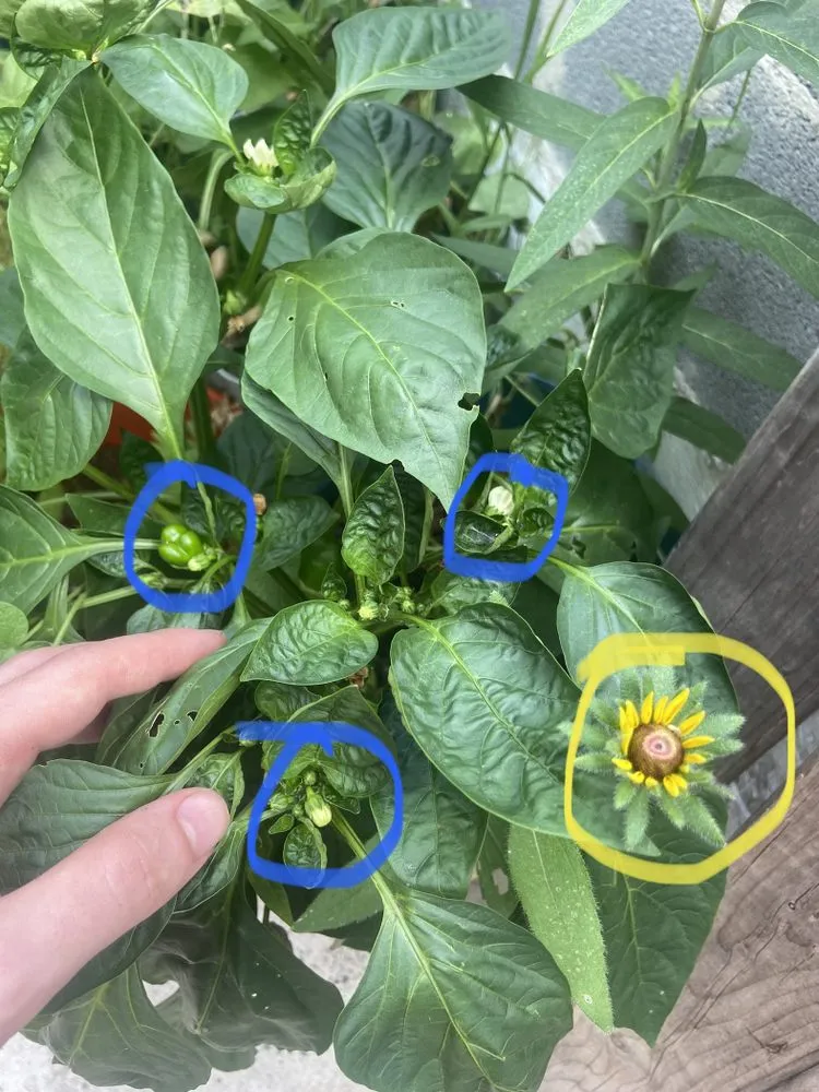 Top-rated yard cleanup service for beautiful yards in Philadelphia, PA by Luis’ Garden Landscaping