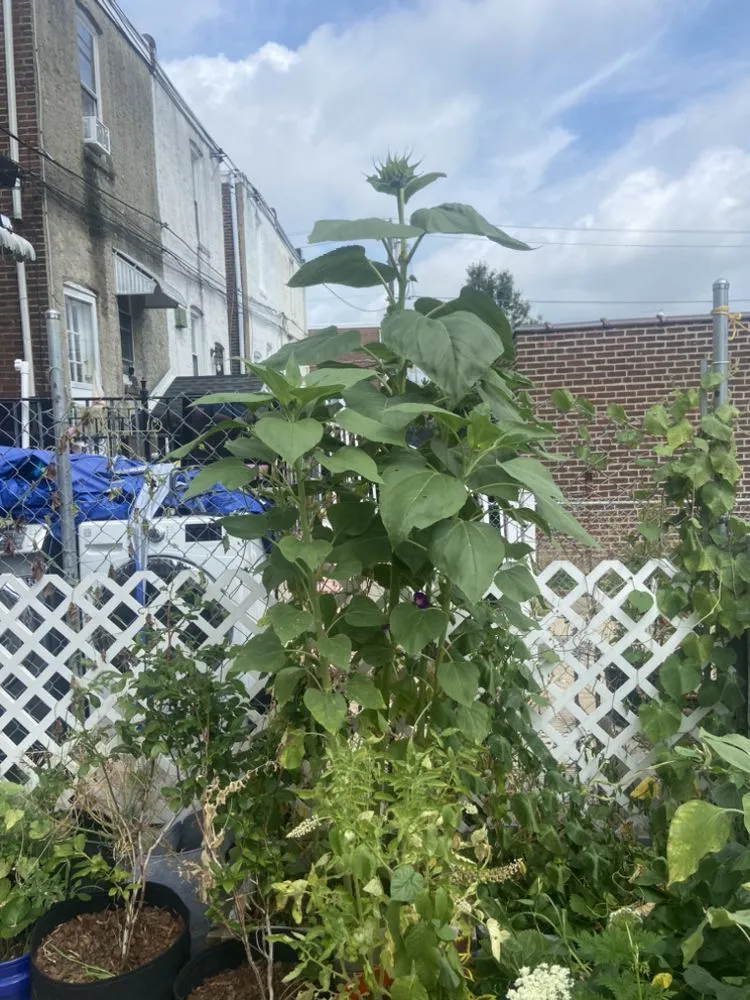 Local outdoor landscaping experts serving Philadelphia, PA - Luis’ Garden Landscaping