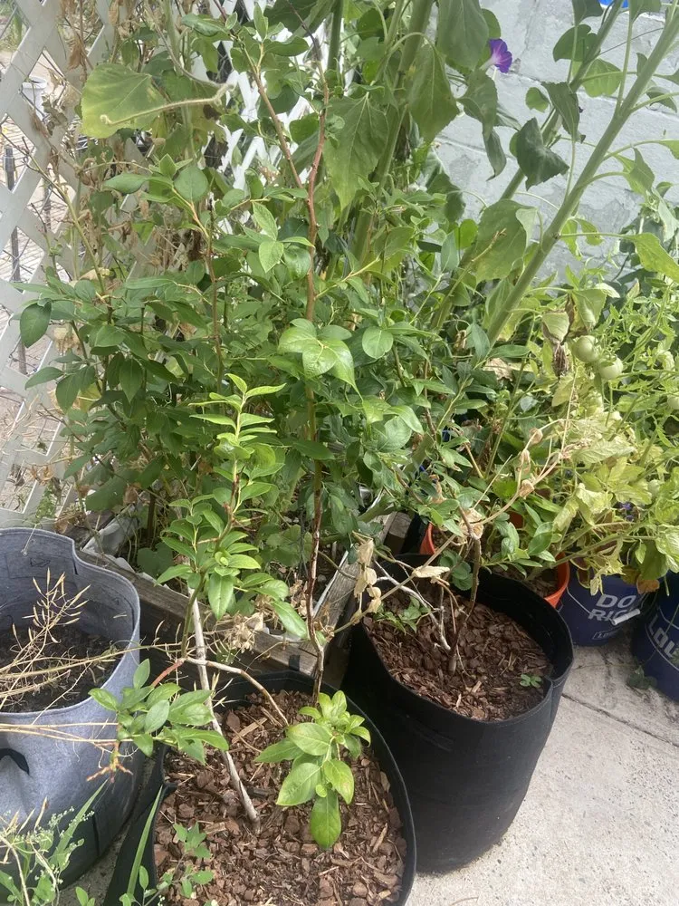 Professional landscape design in Philadelphia, PA - Luis’ Garden Landscaping