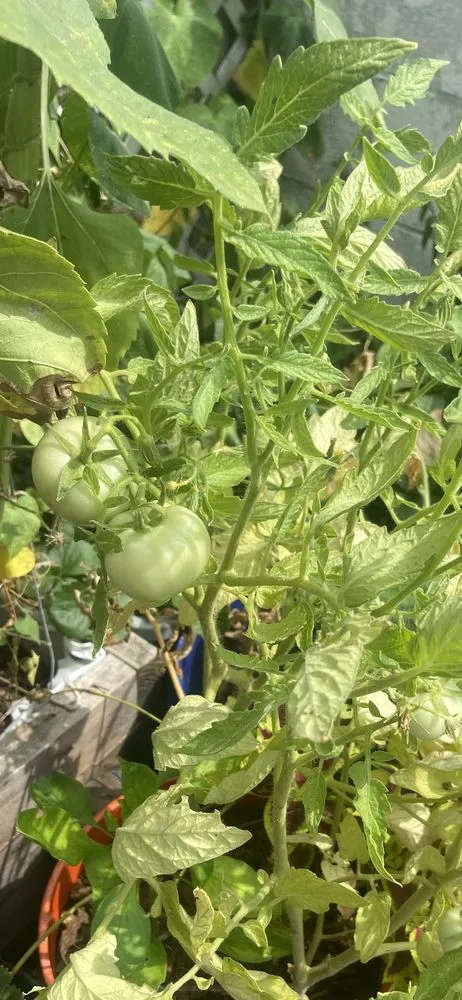 Professional yard maintenance experts serving Philadelphia, PA - Luis’ Garden Landscaping