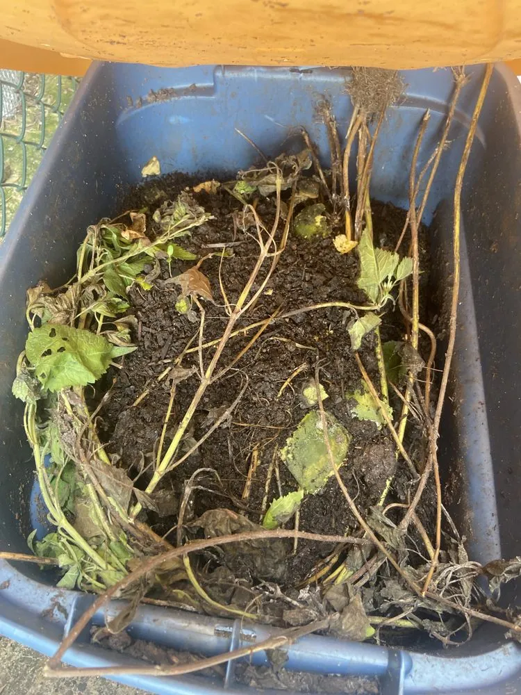 Reliable lawn care service for homes across Philadelphia, PA - Luis’ Garden Landscaping