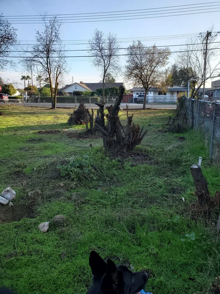 Professional yard maintenance experts serving Modesto, CA - Luis Gardening