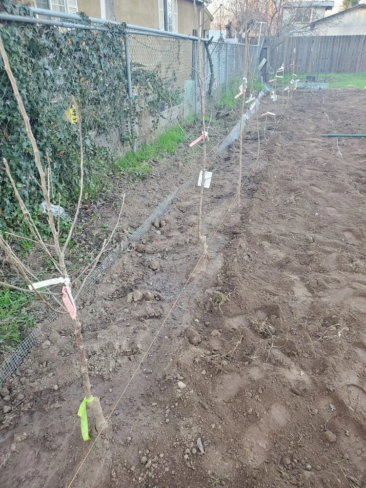 Top-rated landscape design experts serving Modesto, CA - Luis Gardening