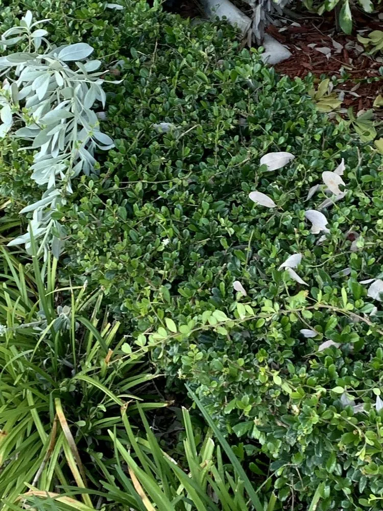 Top-rated yard maintenance for homes in Miami, FL by Luis Hernandez Landscaping