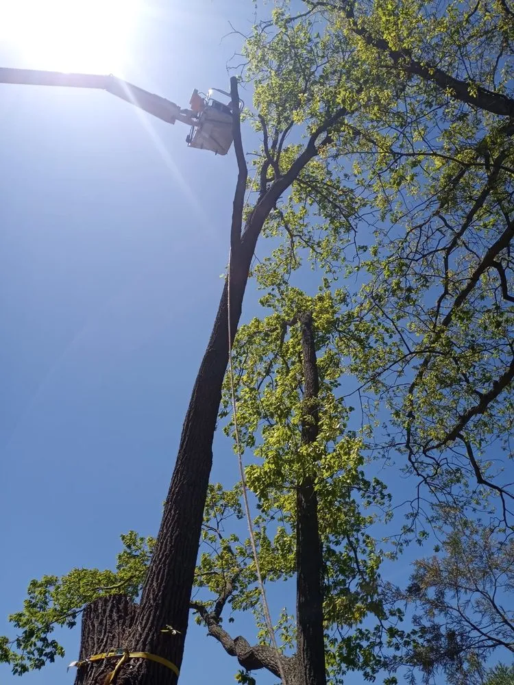 Local yard cleanup service with custom design across Marydel, MD - Luis Jacobo Landscaping & Tree Removal