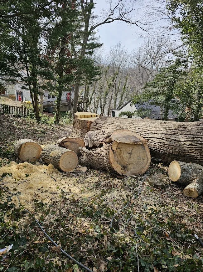Reliable outdoor landscaping experts serving Marydel, MD - Luis Jacobo Landscaping & Tree Removal