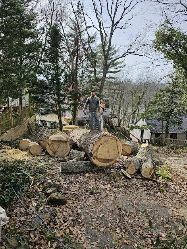 Top-rated residential landscaping for homes across Marydel, MD - Luis Jacobo Landscaping & Tree Removal