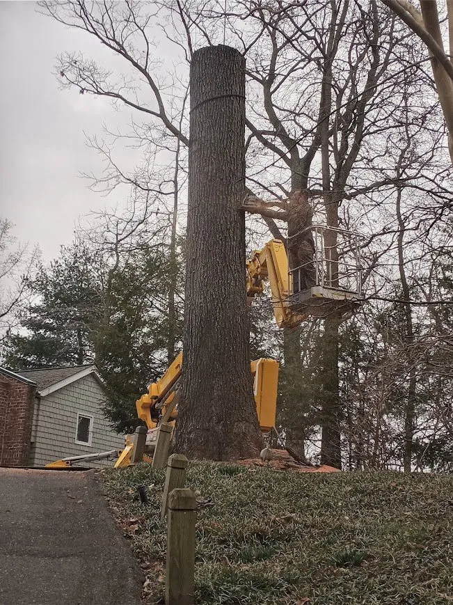 Trusted yard cleanup service in Marydel, MD by Luis Jacobo Landscaping & Tree Removal