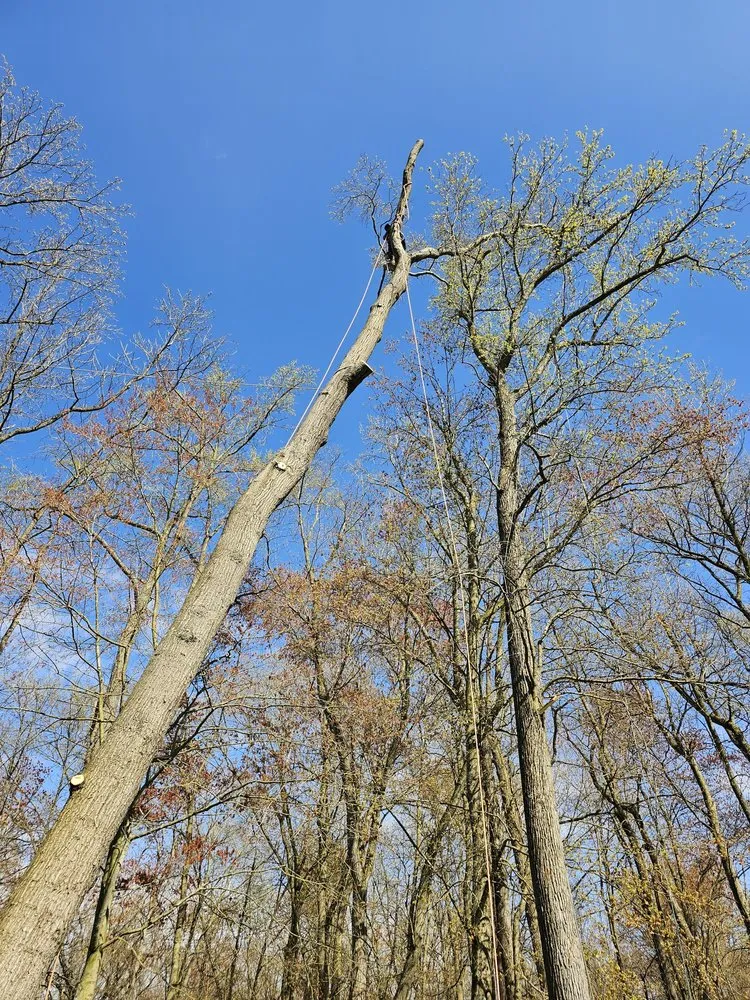 Trusted garden landscaping in Marydel, MD - Luis Jacobo Landscaping & Tree Removal
